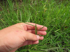 Paspalum laeve