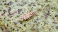 Monosteira unicostata