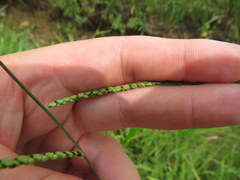 Paspalum laeve