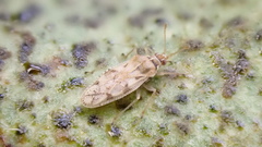 Monosteira unicostata
