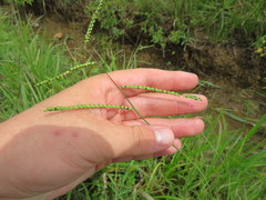 Paspalum laeve