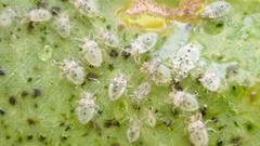 Monosteira unicostata