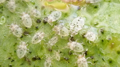 Monosteira unicostata
