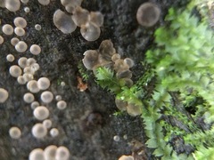 Orbiliales