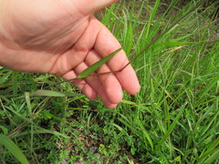 Paspalum laeve