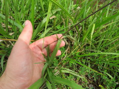 Paspalum laeve