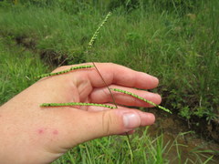 Paspalum laeve
