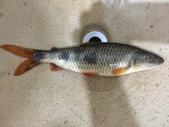 Hypomasticus copelandii