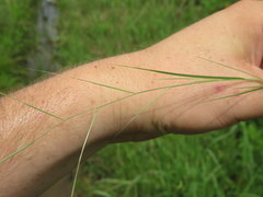 Aristida oligantha