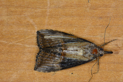 Hypena scabra