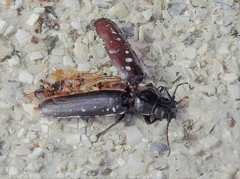 Archodontes melanopus