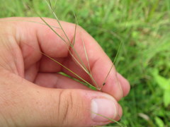Aristida oligantha