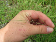 Aristida oligantha