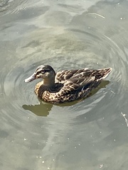 Anas platyrhynchos