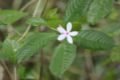 Kopsia singapurensis