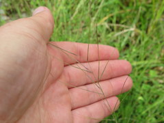 Aristida oligantha