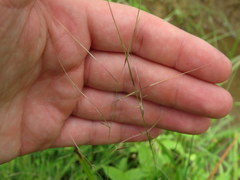 Aristida oligantha