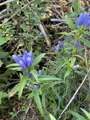 Gentiana linearis