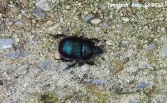 Phelotrupes auratus