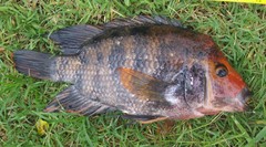 Amphilophus citrinellus