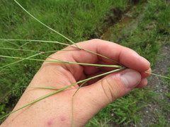 Aristida oligantha
