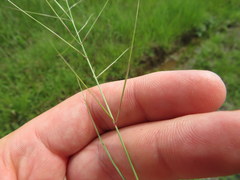 Aristida oligantha