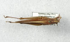 Schistocerca rubiginosa