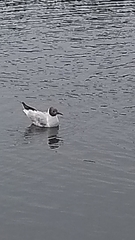 Chroicocephalus ridibundus