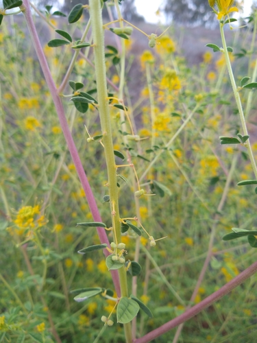 Image of Cleomella refracta by (c) Jonathan Vaughn, some rights reserved (CC BY)