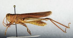 Schistocerca rubiginosa