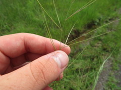 Aristida oligantha