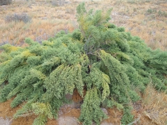 Allenrolfea occidentalis