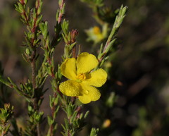 Hibbertia fasciculata