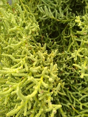 Allenrolfea occidentalis