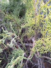 Allenrolfea occidentalis