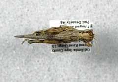 Melanoplus complanatipes