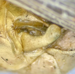 Melanoplus complanatipes