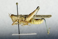 Melanoplus complanatipes