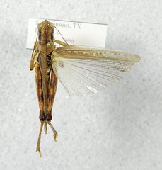 Melanoplus angustipennis