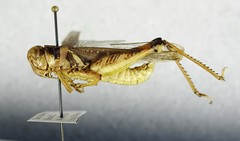 Melanoplus angustipennis