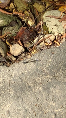 Argia immunda