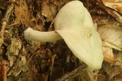 Entoloma bicolor