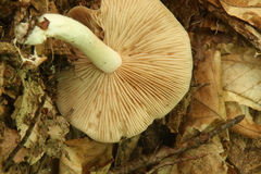 Entoloma bicolor