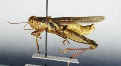 Melanoplus angustipennis
