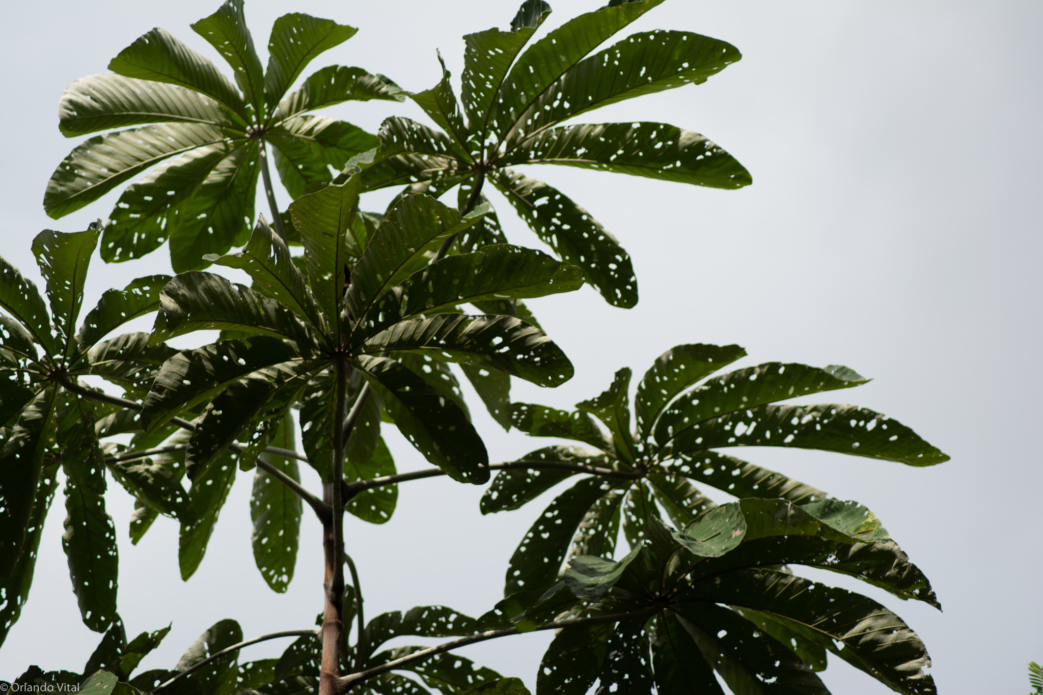 Cecropia hololeuca