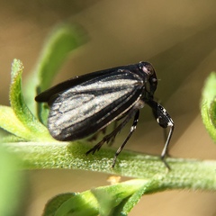 Phylloscelis atra