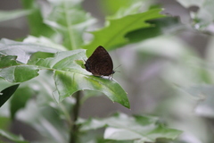Arhopala centaurus nakula