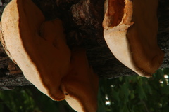 Pseudospongipellis unicolor