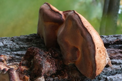 Pseudospongipellis unicolor