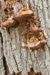 Pseudospongipellis unicolor